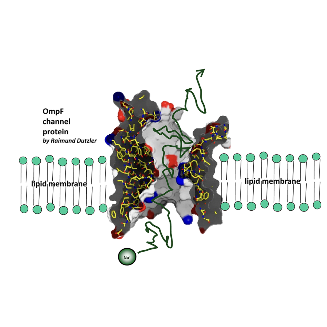 Ion transport and Poisson–Nernst–Planck dynamics